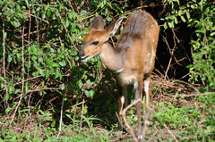 Tragelaphus sylvaticus