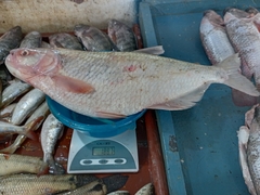 Brycon dentex