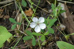 Geranium richardsonii