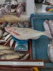 Brycon dentex