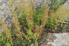 Dysphania graveolens