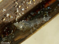 Trachycaris restricta