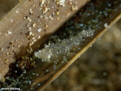 Trachycaris restricta