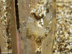 Trachycaris restricta