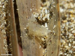 Trachycaris restricta