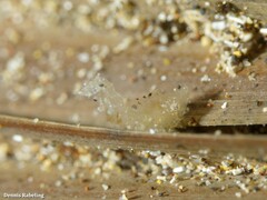 Trachycaris restricta