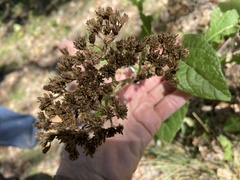 Verbesina virginica