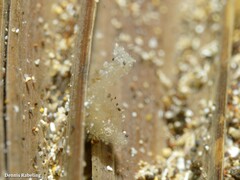 Trachycaris restricta