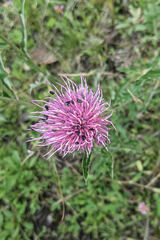 Cirsium wheeleri