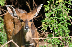 Tragelaphus sylvaticus