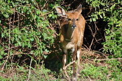 Tragelaphus sylvaticus