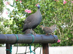 Numida meleagris coronatus