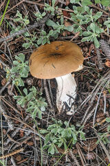 Russula integra