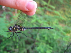 Somatochlora elongata