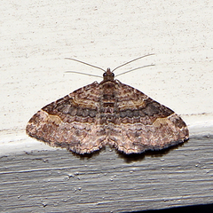 Epyaxa lucidata