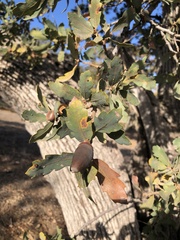 Quercus douglasii