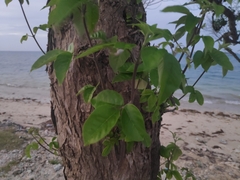 Vitex trifolia