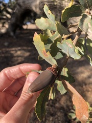 Quercus douglasii