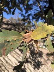 Quercus douglasii