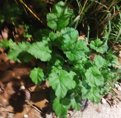 Erodium corsicum