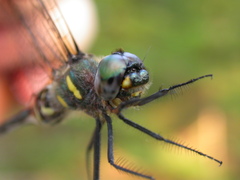 Somatochlora elongata