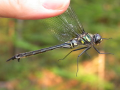 Somatochlora elongata