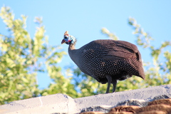 Numida meleagris coronatus