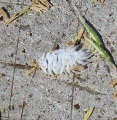 Cryptolaemus