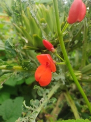 Phaseolus coccineus