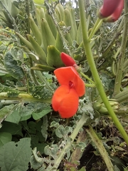 Phaseolus coccineus