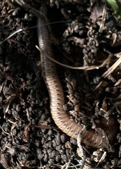 Parajulidae