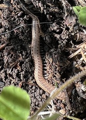 Parajulidae