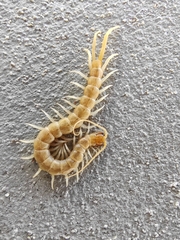 Scolopendra aztecorum
