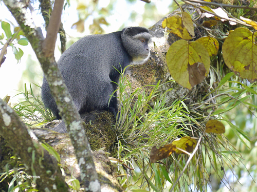 Blue Monkey