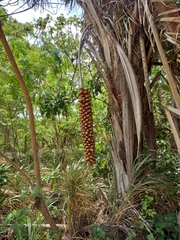 Attalea speciosa