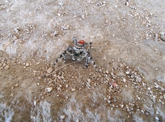 Phidippus phoenix