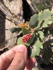 Cynips quercusechinus