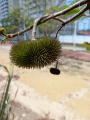 Apeiba tibourbou