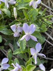 Viola arborescens
