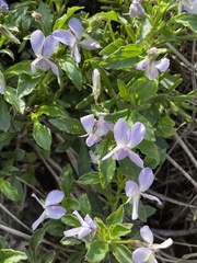Viola arborescens
