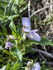 Viola arborescens