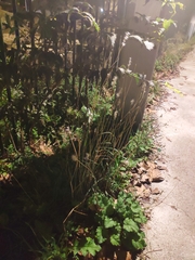 Bothriochloa barbinodis