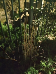 Bothriochloa barbinodis