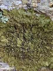 Melanohalea exasperatula