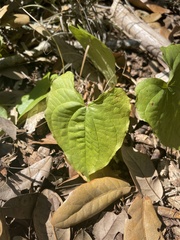 Dioscorea bulbifera