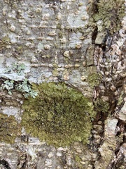 Melanohalea exasperatula