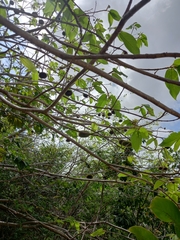 Apeiba tibourbou