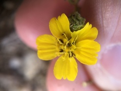 Deinandra