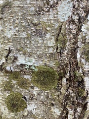 Melanohalea exasperatula