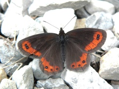 Erebia montanus